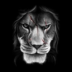 The Mapogos - Lions of Sabi Sand