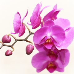 Manjunath