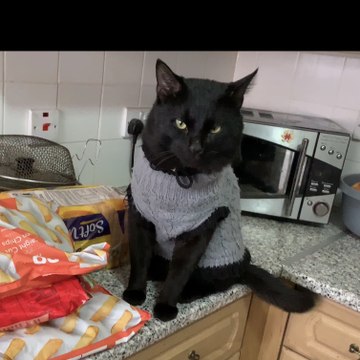 Ninja Famous cat