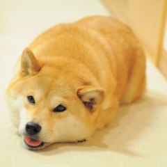 DogeyBorkk Gaming