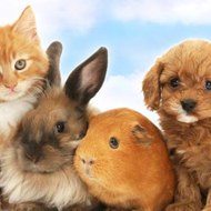 Home Kitties and Puppies