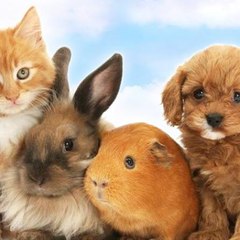 Home Kitties and Puppies