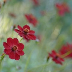 Chocolate Cosmos