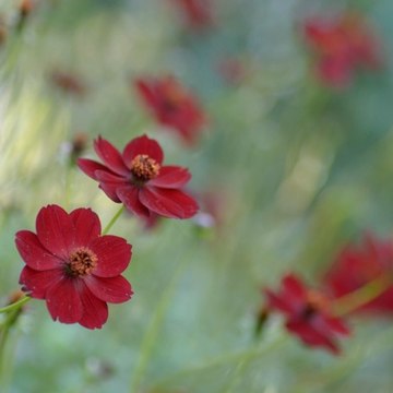 Chocolate Cosmos
