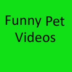 funny pet videos