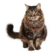 Fofa Kittens مغامرات القطه فوفو