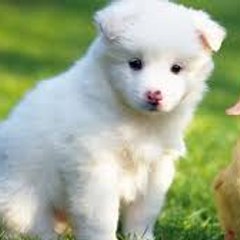 Great PETS