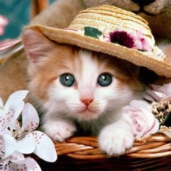 lovelycats