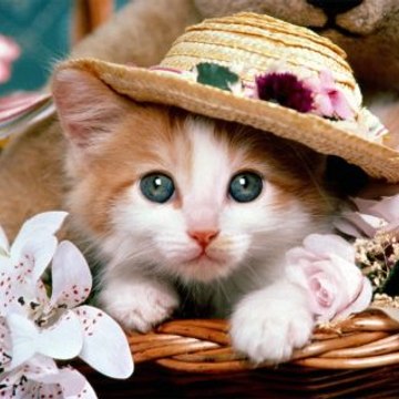 lovelycats