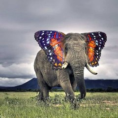 Hybrid Animals