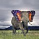 Dog World-360