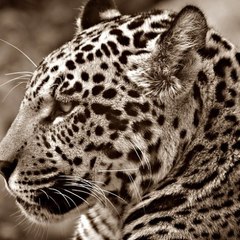AXEL JAGUAR