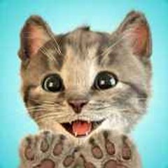Little kitten world