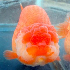 kind of fishes