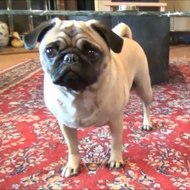 Wrinkles the Pug and Friends