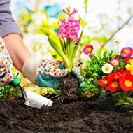 Kitchen Gardening