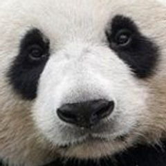 ScepticalPanda