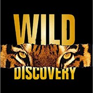 Wild Discovery