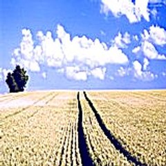 harveyrhonda9797