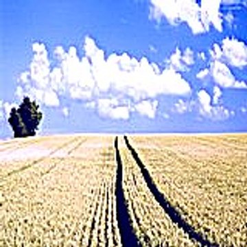 harveyrhonda9797