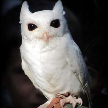 Peace River Wildlife Center (PRWC)