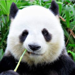 Dong Tinglan