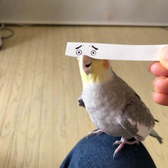 Simon