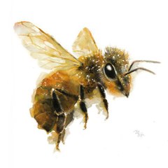 Anonimo Apicoltore