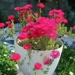 Mangal Singh