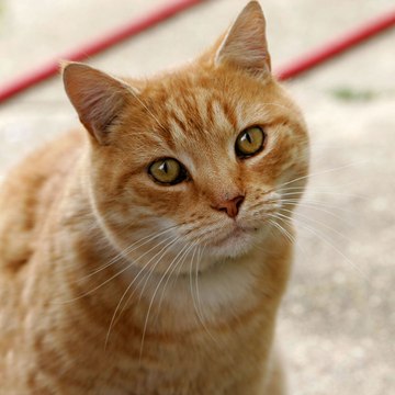 sylvainmauduitdailymotion