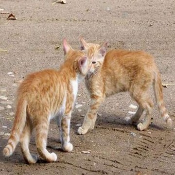 ANIMAL CANAL