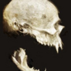 La Crevette Zombie