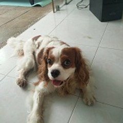 Joy Furkids