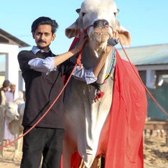 Maweshi Mandi Karachi MMK