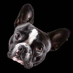 Stella The frenchie