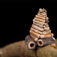 Extreme Information Most