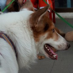 Amazing Pets Media