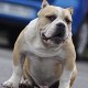 bigbullydog
