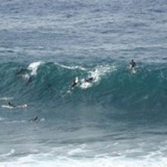 jaws1934