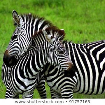 Wild Animals