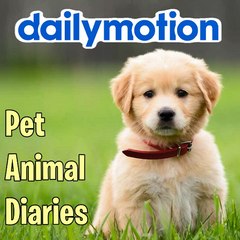 Pet Animal Diaries