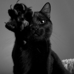 Cat Paw | Poesía & Rock