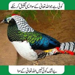 Allah Ki Qudrat