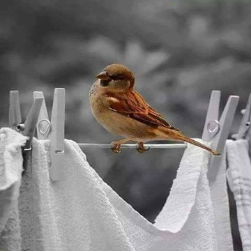 مسلسلات لايف