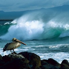 FlorianGuenther