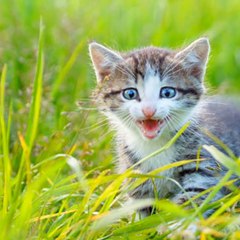 Pets Morazi