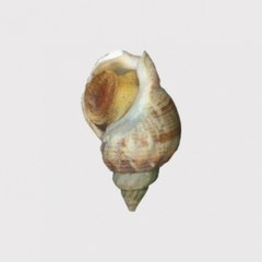 Bigorneaux & Coquillages