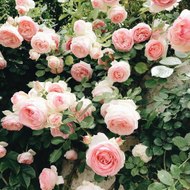 Giải Trí - Nhạc Việt