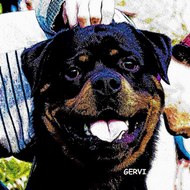 Trại chó Rottweiler Gervi Hà Nội