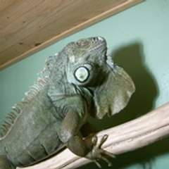 Rex